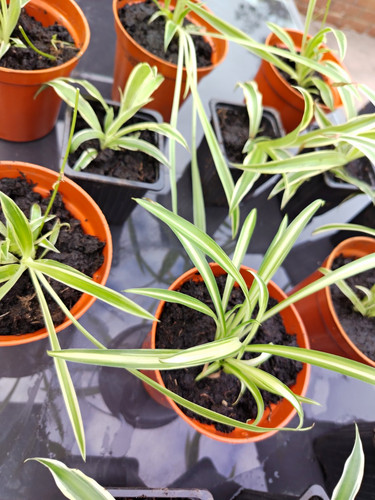 Spider plant - plant, (chlorophytum)