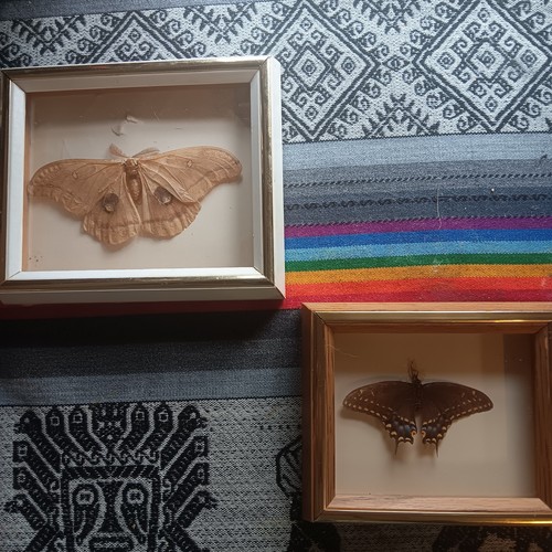 Mexican silk moth - mexican, &