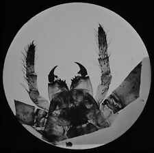 A SPIDERS MOUTH C1888 VICTORIAN MICROSCOPE PHOTO Magic Lantern Slide SCIENTIFIC