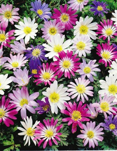 Anemone blanda mixed - 20,