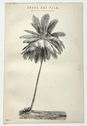 Coconut palm tree botanical - coconut,