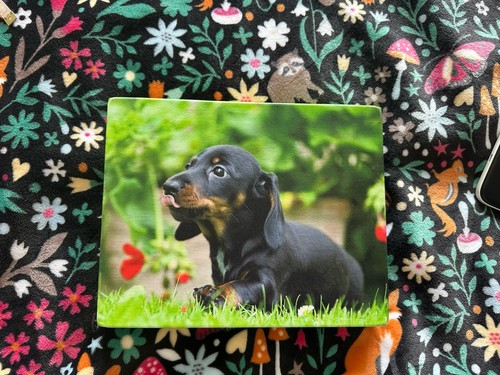 Sausage dog dachshund cute - dog,