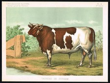 1885 Durham Shorthorn Bull