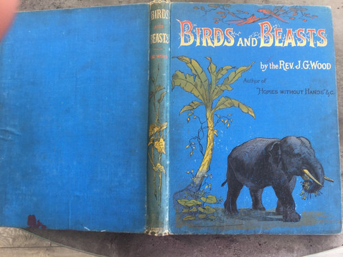 Rev wood birds - g, and