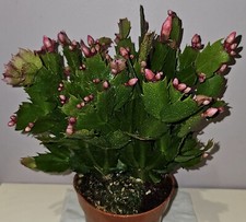 Christmas Cactus Red , Excellent House Plant, Rooted Cutting Without Pot. 