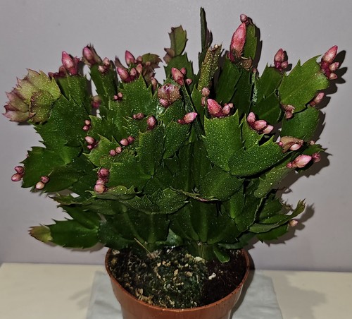 Christmas cactus red - christmas,