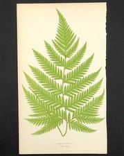 BLECHNUM GLANDULOSUM Exotic