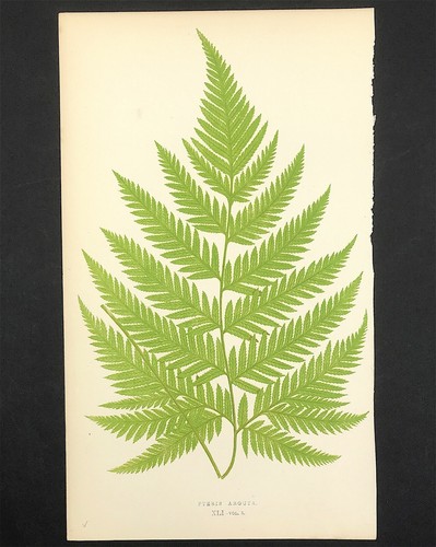 Blechnum glandulosum exotic - blechnum,