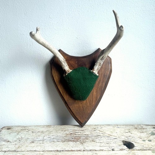 Point whitetail deer antler - point,
