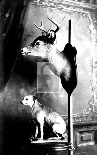 Dog deer head taxidermy - dog, &