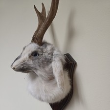 Jackalope Taxidermy Shoulrer