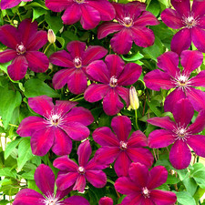 Clematis 'Rouge Cardinal' Hardy Deciduous Climber Plant Garden Shrub in Pot