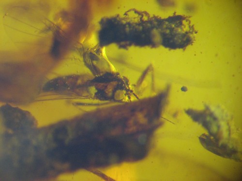 Cretaceous amber fossil - cretaceous,