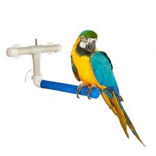 Rainforest parrot bird - bird, window