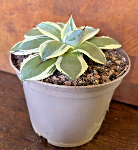 Agave cream spike - agave,
