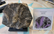 Tridactyl Dinosaur Foot-print