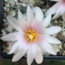 Turbinicarpus lophophoroides