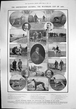 Antique Old Print Greyhound