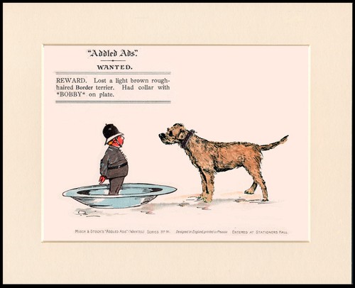 Border terrier dog art - terrier,