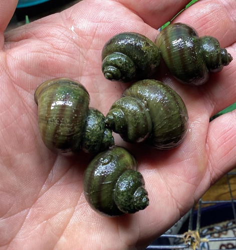 Mystery snails asian ringed - snails,