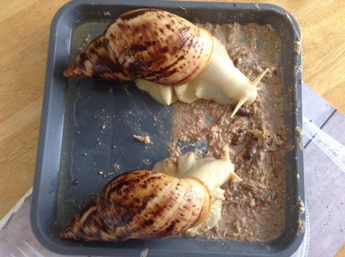 Giant african land snail - land, food