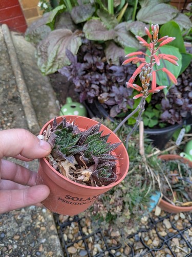 One plant aloe aristata - one,