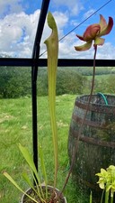 Sarracenia seedlings from - sarracenia,
