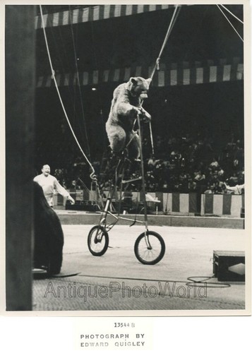 Circus bear riding - , bicycle