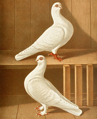 Gustav prütz 1884 damascene - prütz,
