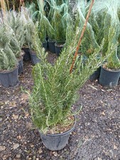 Rosemary Plant Herb 10L