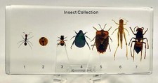 Real 7pcs Insects Collection