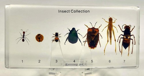 Real 7pcs insects collection - 7pcs,