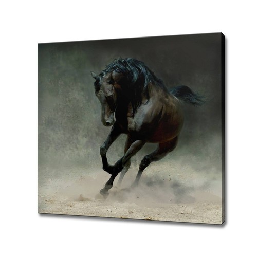 Black arabian horse - canvas, art