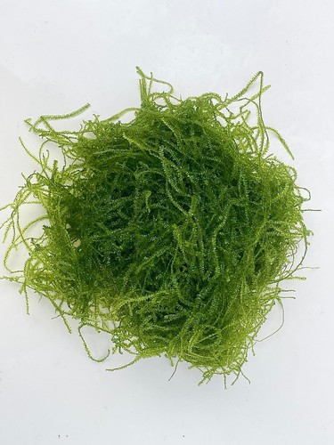 Java moss live - live, freshwater