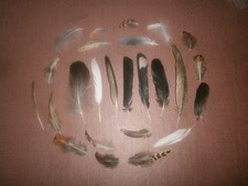 25 Natural Birds Feathers FREE FALLEN Pigeon French Partridge Pheasant Crow Duck