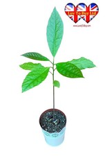 Live Avocado Tree,Healthy Fruit Plant for Home,Twin-Branched Avocado Tree25-40cm