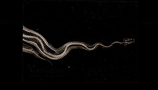 Ball Python - X-Ray XR-5 - TOPPS Allen & Ginter 2024