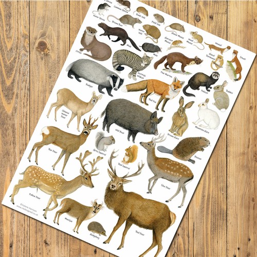 British mammals art - mammals,