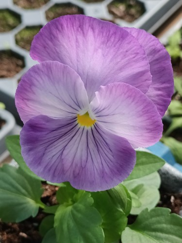 Pansy matrix mixed autumn - mixed, &