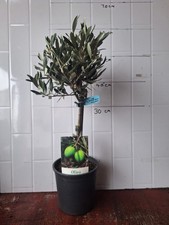 Olive Tree 1/4 Standard - 15cm
