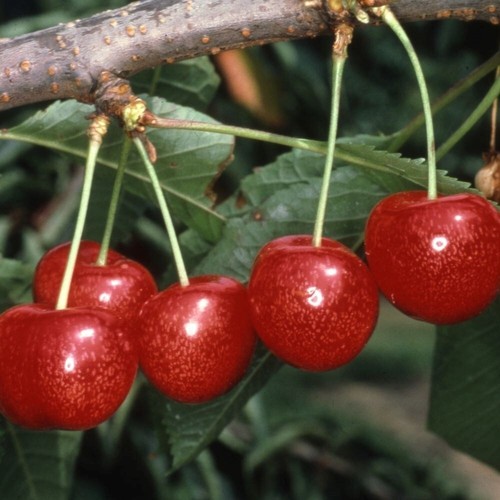 Cherry morello prunus cerasus - morello,