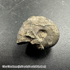 Gold pyrite ammonite fossil