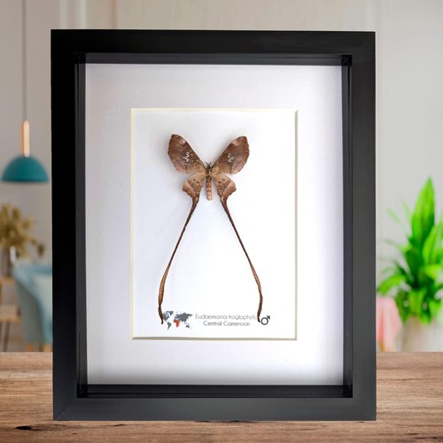 Framed african cave silk moth - framed,