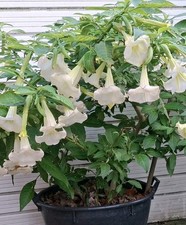Brugmansia White Angel Trumpet
