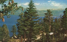 Postcard Giant Pine Cones