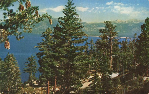 Postcard giant pine - postcard,