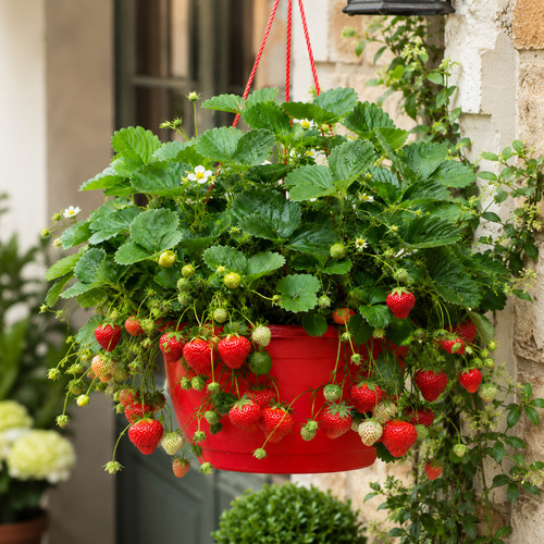 Strawberry toscana live - strawberry,