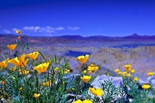 Metal Wall Print 36x24 Wild Desert Poppy on the Colorado River  Desert Landscape