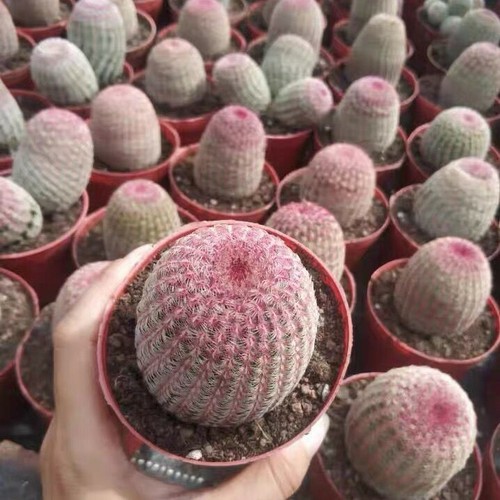 5cm succulents cactus plant - succulents,