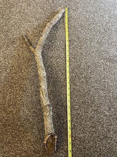 Cork bark branch - bark, leopard